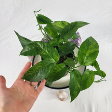 Load image into Gallery viewer, Epipremnum Pinnatum Tricolor Mint, Exact Plant Variegated multi pot of 6 Ships Nationwide
