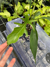 Load image into Gallery viewer, Philodendron Florida Beauty x Tortum green 4" pot, Fedex 2day*
