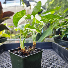 Load image into Gallery viewer, Alocasia Odora, Okinawa Silver, Exact Plant Variegated Multi top
