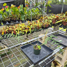 Load image into Gallery viewer, Philodendron Polypodioides, Exact Plant Ships Nationwide
