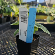 Load image into Gallery viewer, Alocasia Ninja, Exact Plant Variegated Ships Nationwide
