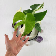 Load image into Gallery viewer, Monstera Borsigiana Albo Deliciosa, Exact Plant Variegated Ships Nationwide
