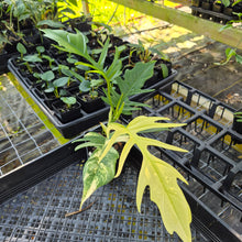 Load image into Gallery viewer, Philodendron Florida Beauty X Tortum, Exact Plant Variegated
