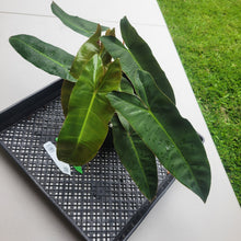 Load image into Gallery viewer, Philodendron Maximum , Exact Plant Ships Nationwide
