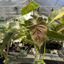 Load image into Gallery viewer, Philodendron Verrucosum Melon exact plant, Fedex 2day
