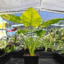 Load image into Gallery viewer, Alocasia Gageana Aurea, Exact Plant Variegated Ships Nationwide
