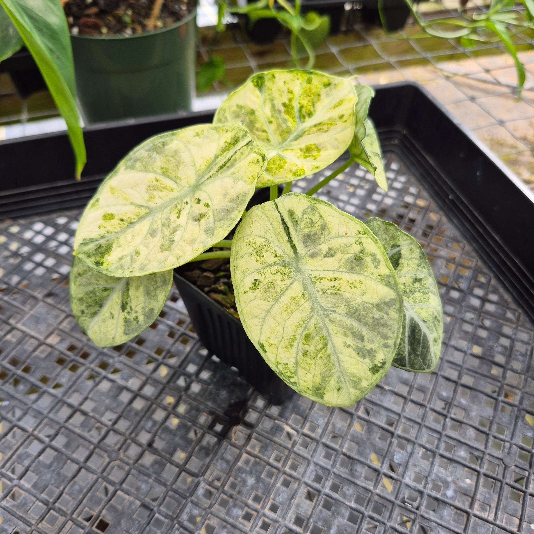 Alocasia Ninja Tricolor, Exact Plant Variegated Ships Nationwide  Canopy  Gems
