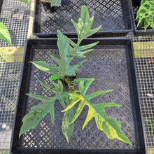 Load image into Gallery viewer, Philodendron Florida Beauty X Tortum, Exact Plant Variegated Ships Nationwide
