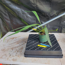 Load image into Gallery viewer, Anthurium Bakeri, Exact Plant Ships Nationwide
