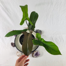 Load image into Gallery viewer, Philodendron Florida Bronze, Exact Plant
