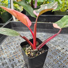 Load image into Gallery viewer, Philodendron Pink Princess Galaxy, Exact Plant Variegated Ships Nationwide
