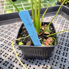 Load image into Gallery viewer, Anthurium Shibori Variegated exact plant, Fedex 2day*
