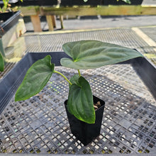 Load image into Gallery viewer, Anthurium Papillilaminum Fort Sherman X ( FS X Ralph Lynam), Exact Plant Ships Nationwide
