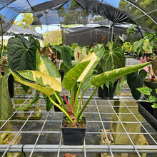 Load image into Gallery viewer, Philodendron Green Congo Nuclear Variegated 4" pot, Fedex 2day*
