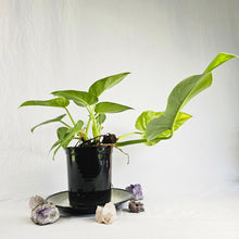 Load image into Gallery viewer, Philodendron Giganteum, Exact Plant Variegated
