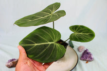 Load image into Gallery viewer, Philodendron Gloriosum Dark Form Exact Plant Ships nationwide
