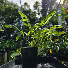 Load image into Gallery viewer, Monstera Adansonii Mint &quot;Indonesia&quot;, Exact Plant Variegated 6&#39;&#39; pot, double plant
