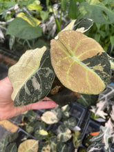 Load image into Gallery viewer, Alocasia Black Velvet Pink variegated 2.5" pot, Fedex 2day*

