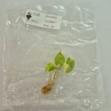 Load image into Gallery viewer, Alocasia Yucatan Pink variegated tissue culture 2DayAir
