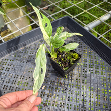 Load image into Gallery viewer, Monstera Adansonii Mint "Indonesia", Exact Plant Variegated Ships Nationwide
