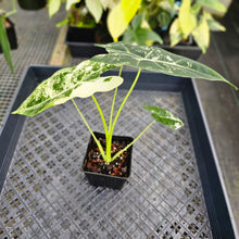 Load image into Gallery viewer, Alocasia Frydek, Exact Plant Variegated Ships Nationwide
