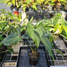 Load image into Gallery viewer, Anthurium Macrolobium, Exact Plant Multi nodes Ships Nationwide
