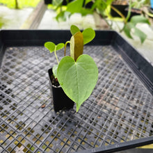 Load image into Gallery viewer, Anthurium Red Beauty 2.5" pot, Fedex 2day*
