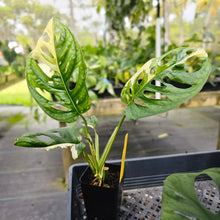 Load image into Gallery viewer, Monstera Adansonii Albo Tricolor, Exact Plant Variegated Ships Nationwide
