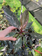 Load image into Gallery viewer, Philodendron Pink Princess Galaxy Variegated 2.5" pot, Fedex 2day*
