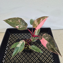 Load image into Gallery viewer, Philodendron Pink Princess Galaxy Variegated exact plant, Fedex 2day*
