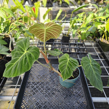 Load image into Gallery viewer, Philodendron Verrucosum Pseudoverrucosum Croat 6" pot, Fedex 2day
