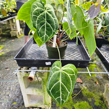 Load image into Gallery viewer, Anthurium Crystallinum, Exact Plant Multi top plant
