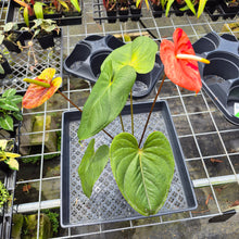 Load image into Gallery viewer, Anthurium Shibori Koi "orange speckled", Exact Plant Ships Nationwide

