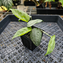 Load image into Gallery viewer, Amydrium Medium Silver, Exact Plant Ships Nationwide
