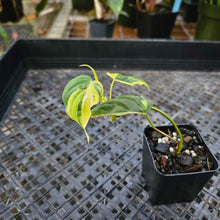 Load image into Gallery viewer, Philodendron Hederaceum Micans Aurea, Exact Plant Variegated Ships Nationwide
