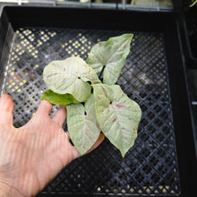 Load image into Gallery viewer, Syngonium Milk Confetti , Exact Plant Variegated
