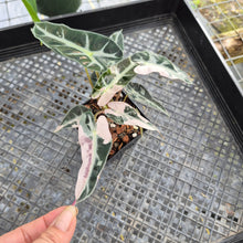 Load image into Gallery viewer, Alocasia 'Bambino Arrow' pink, Exact Plant Ships Nationwide
