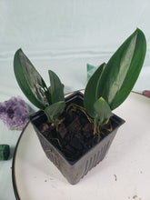 Load image into Gallery viewer, Treubii Dark Form, exact plant, double pl., Scindapsus, ships nationwide
