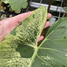 Load image into Gallery viewer, Philodendron Ilsemanii Variegated exact plant, Fedex 2day*
