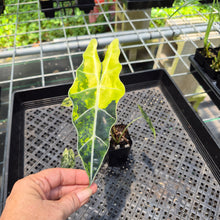 Load image into Gallery viewer, Alocasia Sanderiana Bull Aurea Variegated exact plant, Fedex 2day*
