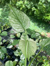 Load image into Gallery viewer, Monstera Deliciosa White Monster Variegated 2.5" Pot, Fedex 2 day*
