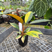 Load image into Gallery viewer, Philodendron Red Congo, Exact Plant Variegated Ships Nationwide
