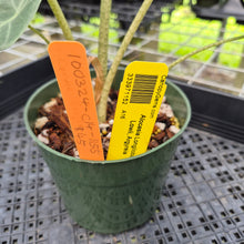 Load image into Gallery viewer, Alocasia Longiloba, Lowii, Argyreia exact plant, Fedex 2day*

