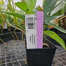Load image into Gallery viewer, Philodendron Quercifolium x Pedatum, Exact Plant Ships Nationwide
