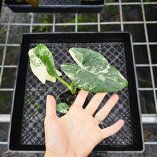 Load image into Gallery viewer, Alocasia Macrorhizza, Exact Plant Variegated
