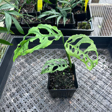 Load image into Gallery viewer, Monstera Obliqua Peru, Exact Plant Ships Nationwide
