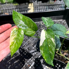 Load image into Gallery viewer, Epipremnum Pinnatum Albo, Exact Plant Variegated Ships Nationwide
