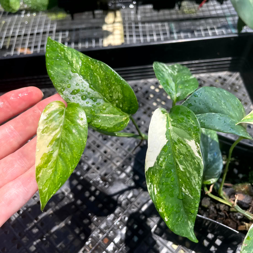 Epipremnum Pinnatum Albo, Exact Plant Variegated Ships Nationwide