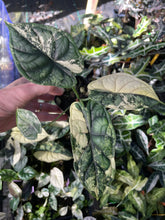 Load image into Gallery viewer, Alocasia Dragon Scale Albo Variegated 2.5" pot, Fedex 2day*
