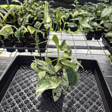 Load image into Gallery viewer, Epipremnum Pinnatum Marble Variegated exact plant, Fedex 2day*
